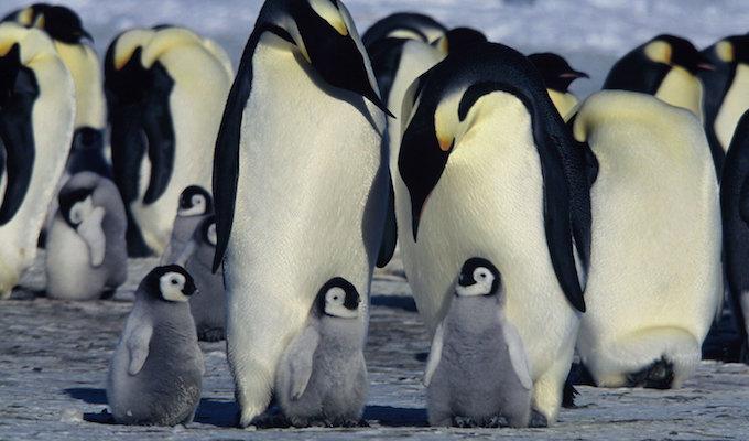 <em>March of the Penguins</em> directed by Luc Jacquet. Photo courtesy of Warner Bros. 