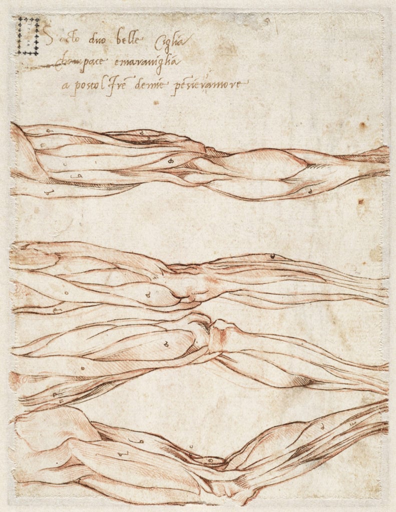 Michelangelo, <em>Four studies of a leg (verso)</em> (circa 1515–20). Courtesy of the Teylers Museum, Haarlem.