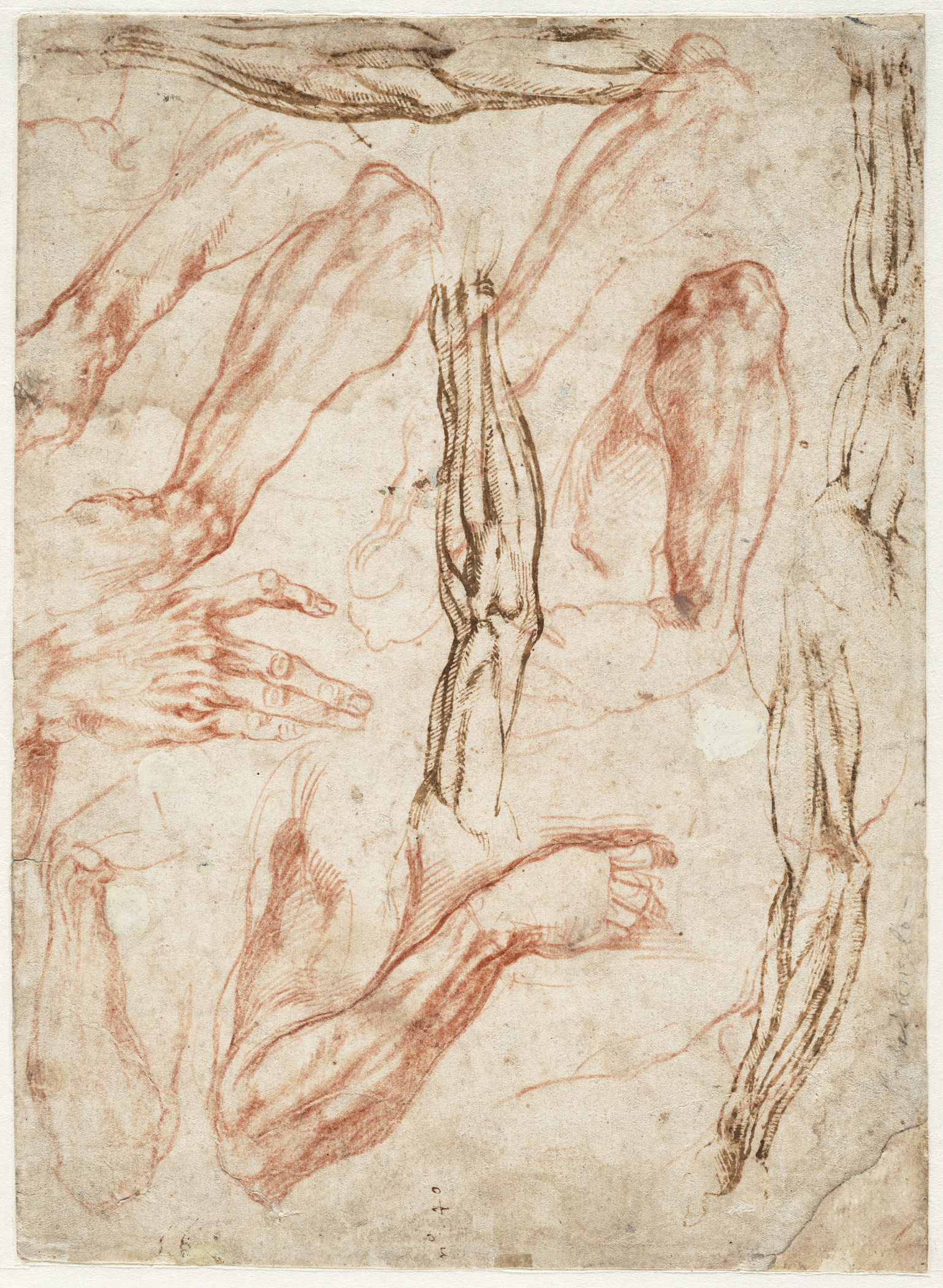 Микеланджело Буонарроти рисунки анатомические