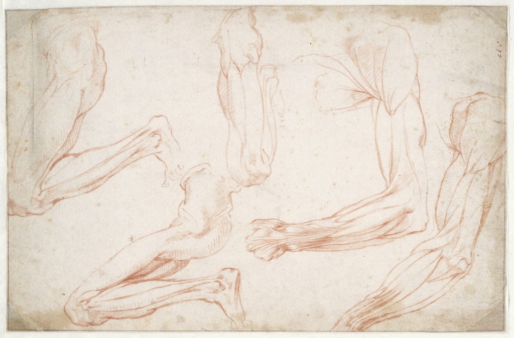 Michelangelo, Studies of a bent left leg and a bent left arm (1515–20), recto. Courtesy of the Teylers Museum, Haarlem.