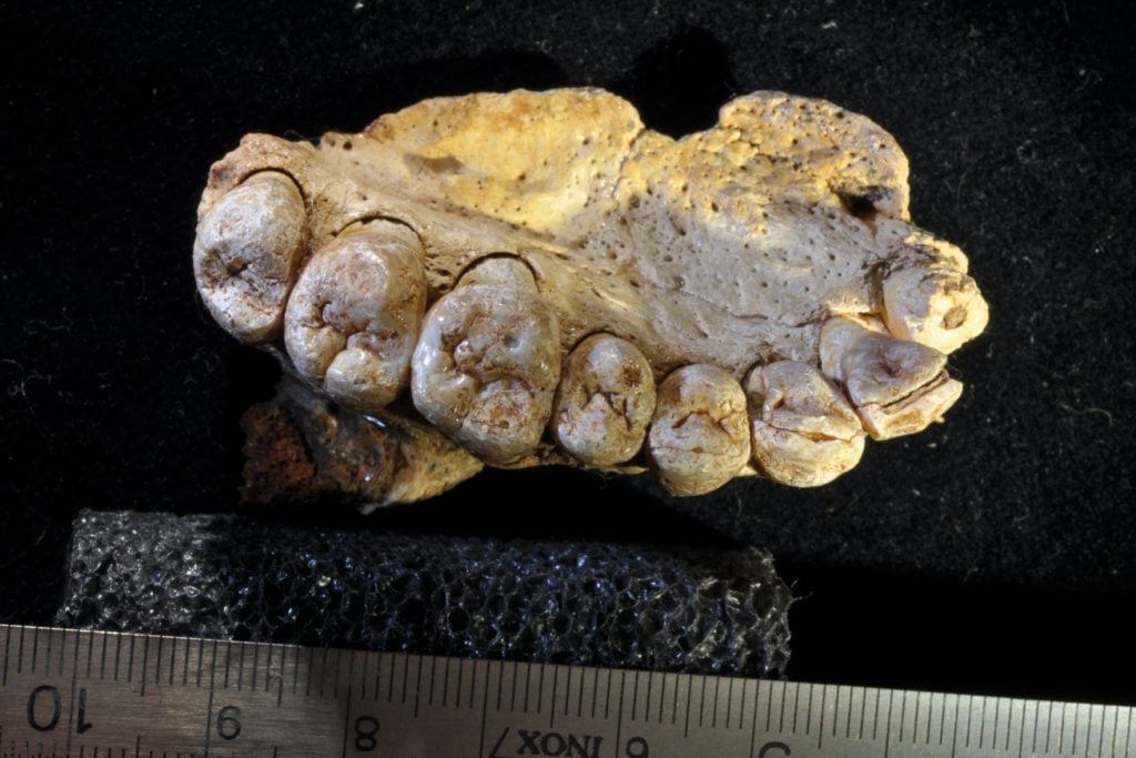 This fossilized human jawbone was discovered in Israel, suggesting that Homo sapiens first migrated out of Africa at least 50,000 years earlier than previously thought. Photo by Gerhard Weber, courtesy of the University of Vienna.