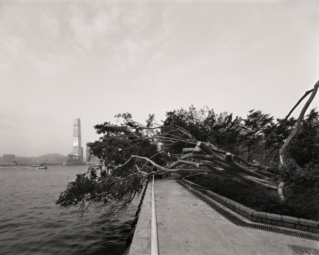 South Ho Siu Nam, <i>Whiteness of Trees III</i> (2018). Courtesy of the artist and Blindspot Gallery. 