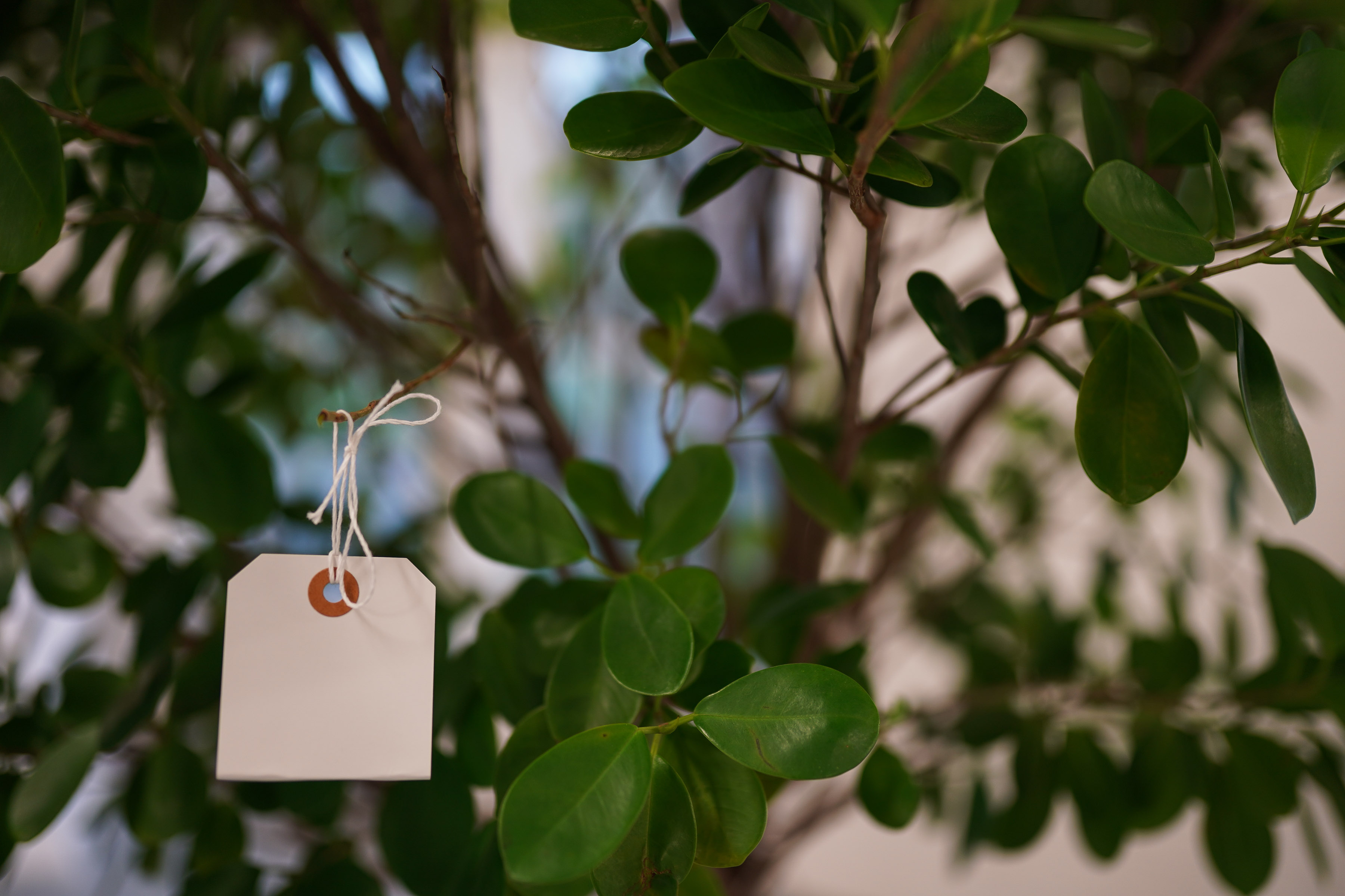 Yoko Ono's Wish Tree at the Lower Manhattan Cultural Council's Arts Center at Governors Island. Photo by Gonzalo Marroquin/Patrick McMullan.