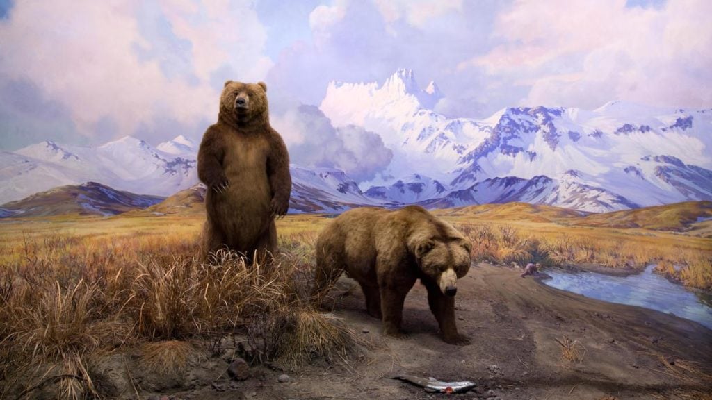 The American Museum of Natural History's display of the Alaska Brown Bear, from Canoe Bay, Alaska Peninsula, in the Hall of North American Mammals. Photo courtesy of the American Museum of Natural History.