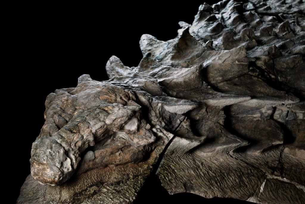 The mummified nodosaur discovered in Alberta, Canada, in 2017. Photo courtesy of the Royal Tyrrell Museum of Palaeontology in Alberta, Canada.