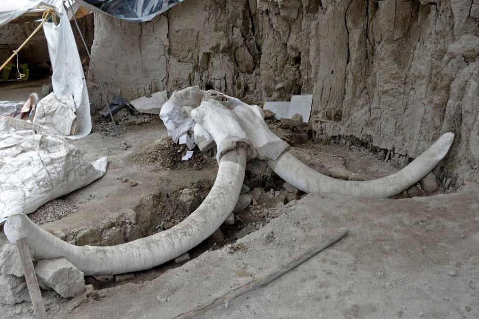 Mammoth bones discovered in Tultepec, outside of Mexico City. Image courtesy of Mexico’s National Institute of Anthropology and History.