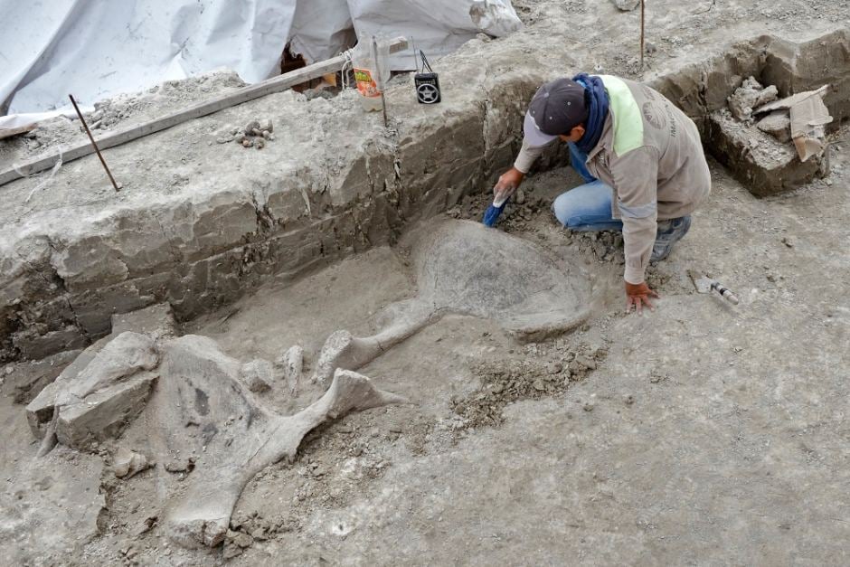 Mammoth bones discovered in Tultepec, outside of Mexico City. Image courtesy of Mexico’s National Institute of Anthropology and History.