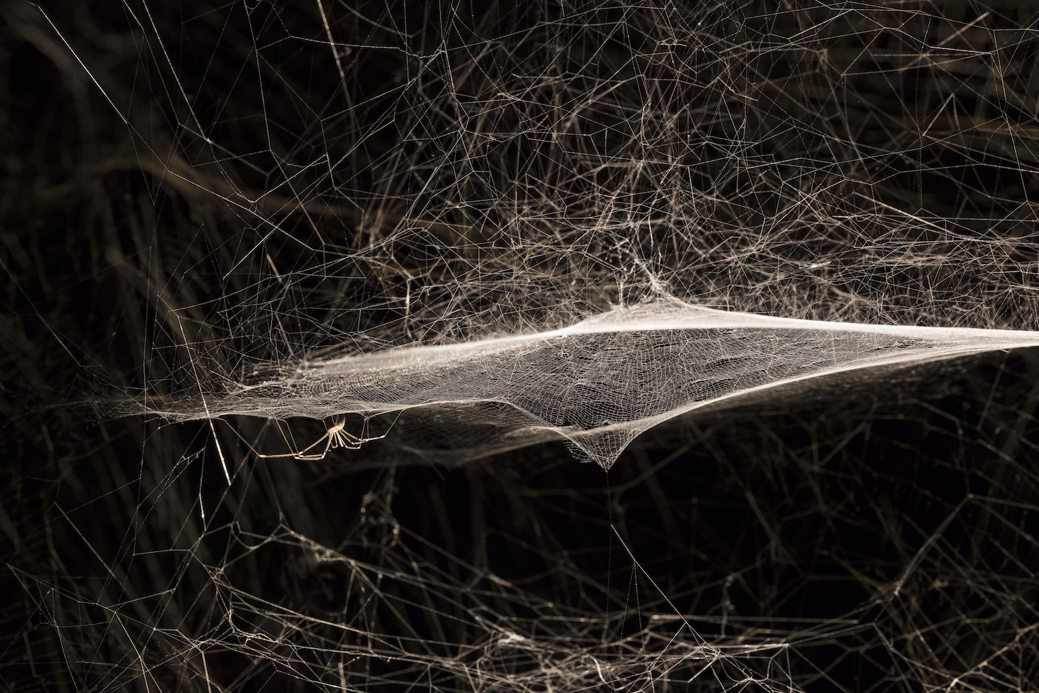 tomas saraceno arachnophilia