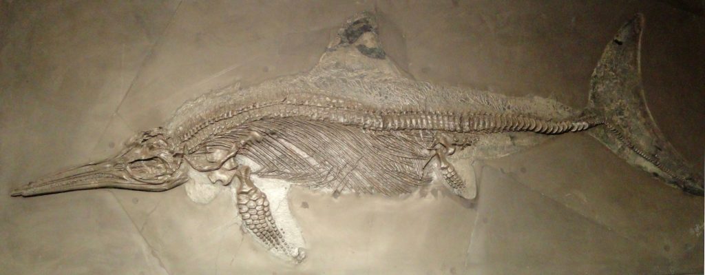 An example of an ichthyosaur, exhibited at the Naturmuseum Senckenberg, Frankfurt am Main, Germany. A similar fossil may have been found in England. Photo by Daderot, Creative Commons CC0 1.0 Universal Public Domain Dedication.