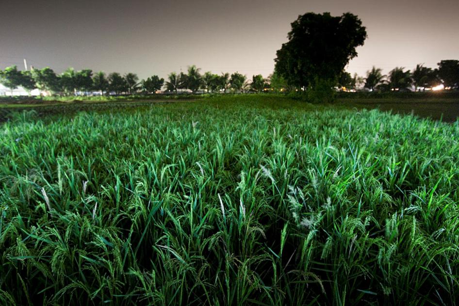 The lead photo "Paddy Field" for the exhibition "Crossfire: An Installation by Shahidul Alam on Extra Judicial Killings." Image courtesy Shahidul Alam/Drik/Majority World.