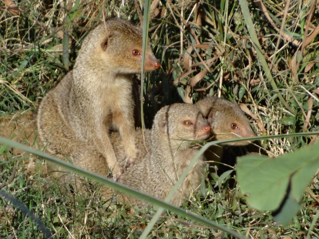 Indian grey mongoogse pips. Courteys Sranjan.
