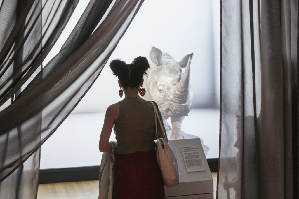 A visitor to "Nature—Cooper Hewitt Design Triennial" experiences <em>The Substitute</em> a CG animation and visualization of the extinct male northern white rhino created by The Mill, with behavior based on research by DeepMind. Alexandra Daisy Ginsberg (2019). Photo by Thomas Loof.
