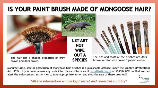 India is cracking down on the illegal trade in mongoose paintbrushes. Image courtesy the Wildlife Crime Control Bureau, India.