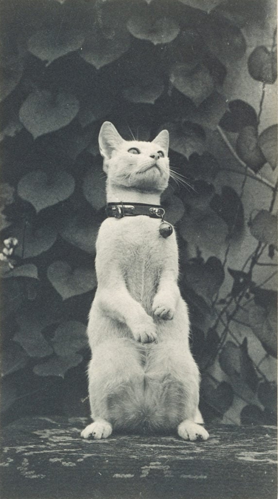 Thomas Eakins, Cat in Eakins's Yard (ca. 1880–90).