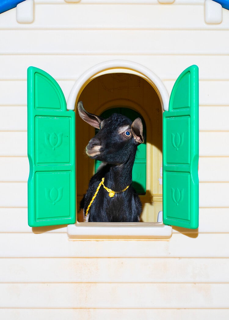 Farah Al Qasimi, Playhouse Goat, 2020. Courtesy of Helena Anrather.