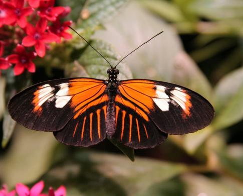 Kids can virtually tour the Butterfly Pavilion at the Smithsonian National Museum of Natural History. Here is a Heliconius Melpomene, one of the many butteflies to be learned about.