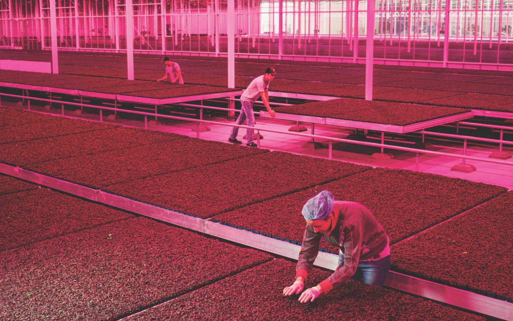 Workers check tables filled with leafy “Shiso Purple” cress, an edible seedling with a flavor similar to cumin. Koolhaas's show is a sometimes illuminating, frequently tone-deaf homage. Photo: Luca Locatelli.