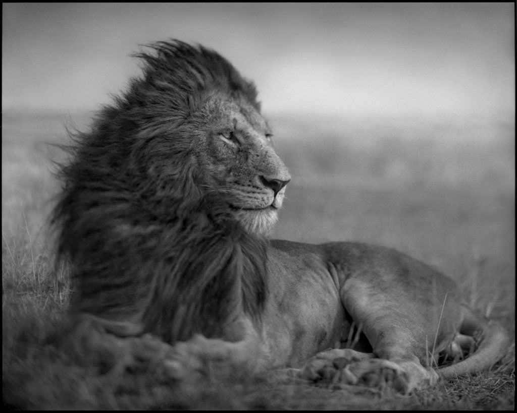 Nick Brandt, Lion Before Storm V (2006). Courtesy of Camera Work.