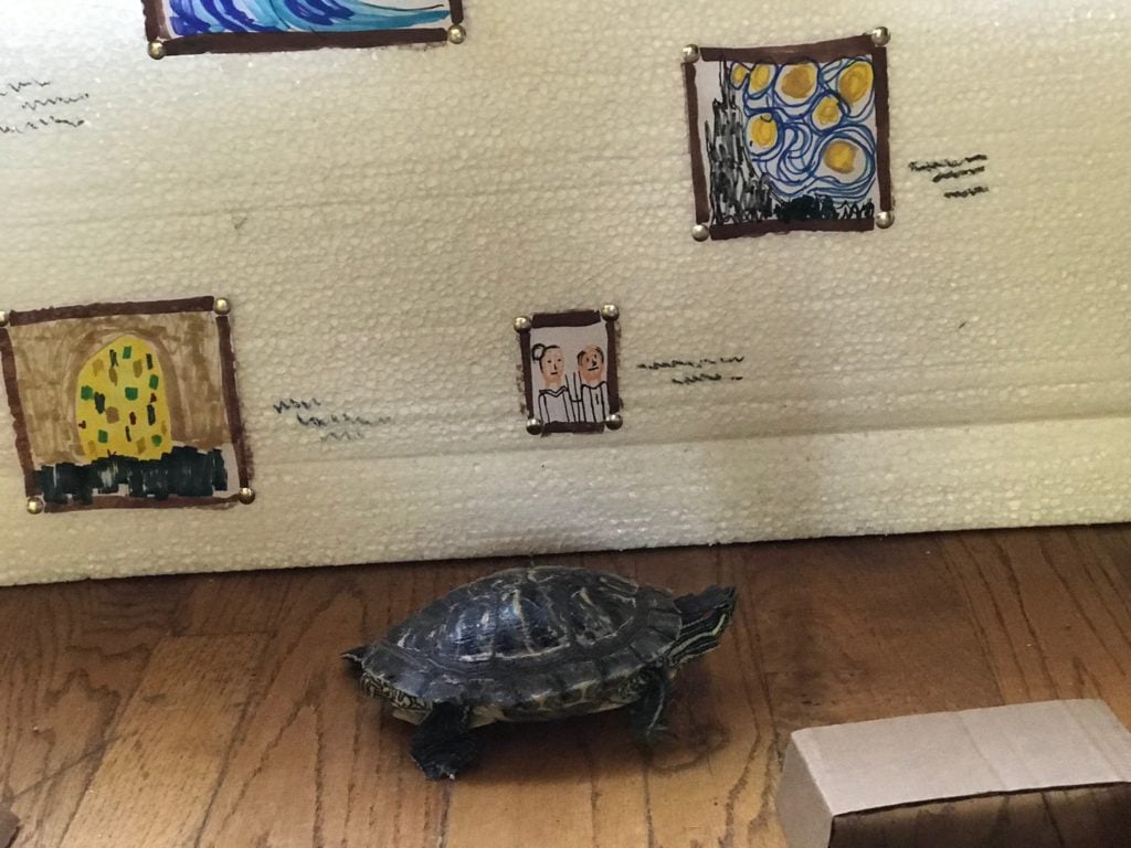 Bubba the Turtle enjoying his museum. Courtesy of Twitter c/o George Foster. 