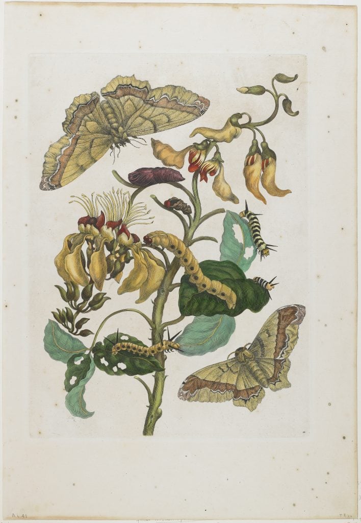 Maria Sibylla Merian, <em>Caterpillars, Butterflies (Arsenura armida) and Flower (Pallisaden Boom: Erythrina fusca)</em>, Plate 11 from <em>Metamorphosis Insectorum Surinamensium</em> (1705). Collection of the Minneapolis Institute of Art, public domain.