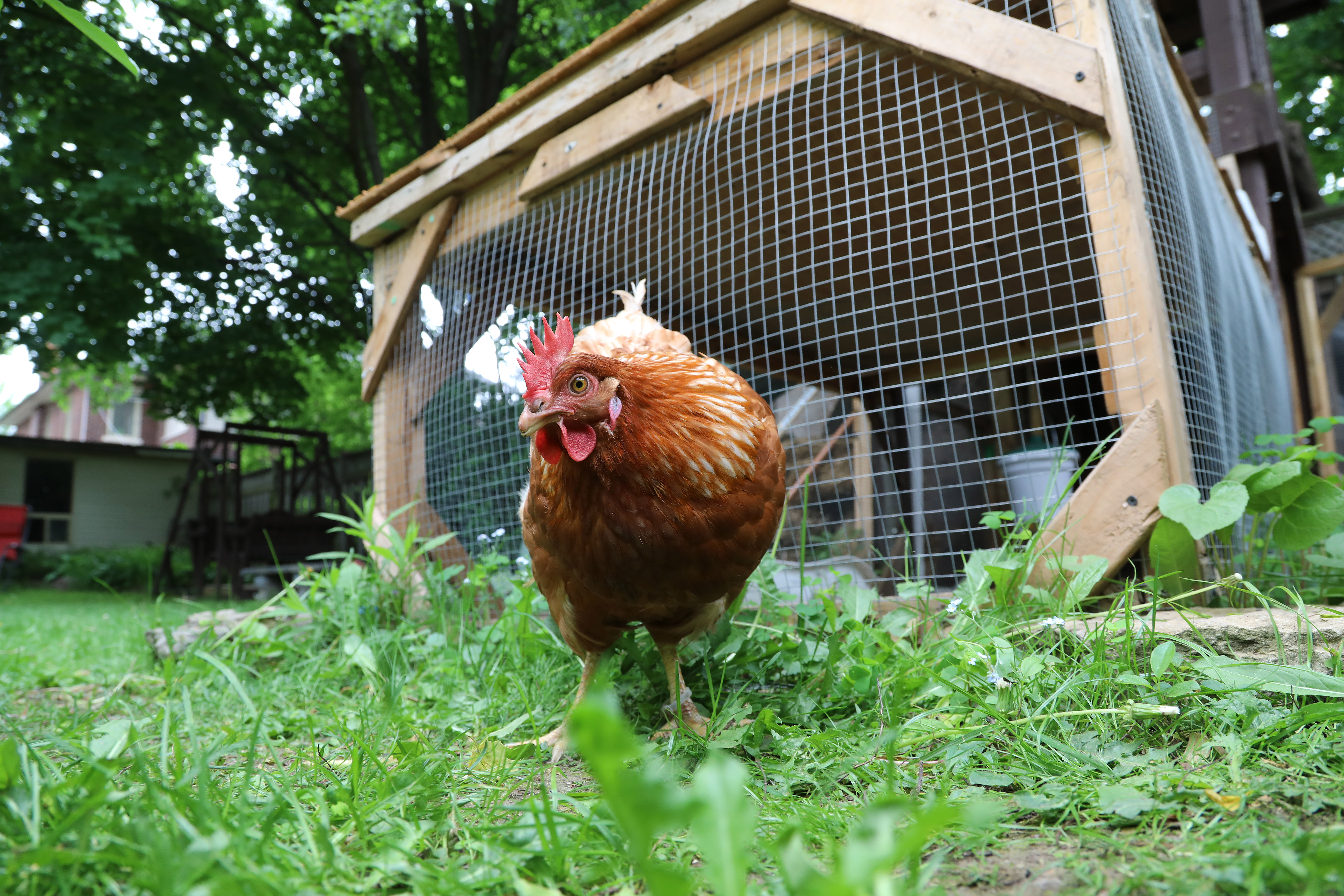 A chicken like this one enjoyed a recent art show in Kent, England. (Rene Johnston/Toronto Star via Getty Images)