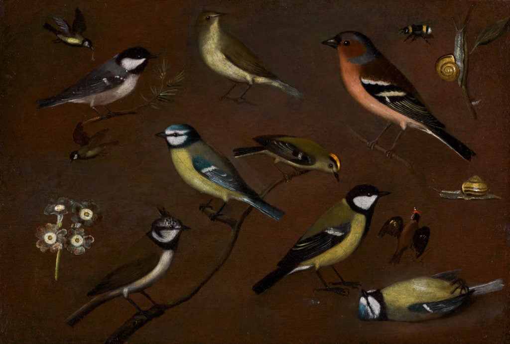 Orsola Maddalena Caccia, Still life of birds, including a marsh tit, chiffchaff, chaffinch, blue tits, goldrest, lapwing and a great tit. Courtesy of Sotheby's London.