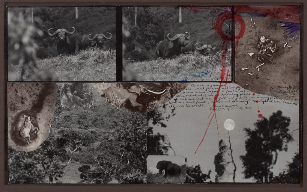 Peter Beard, Abaderes Buffalos and Eles (1978). Estimate $30,000–50,000.