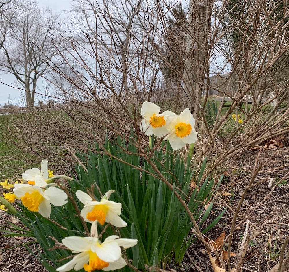 Daffodils in Sag Harbor. Image courtesy of Colin Bailey.