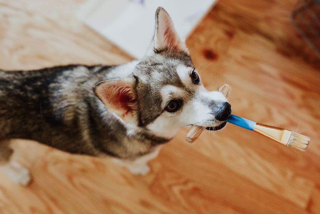 Canine artist Sudo with her specially designed paintbrush. Photo courtesy of District Derp.