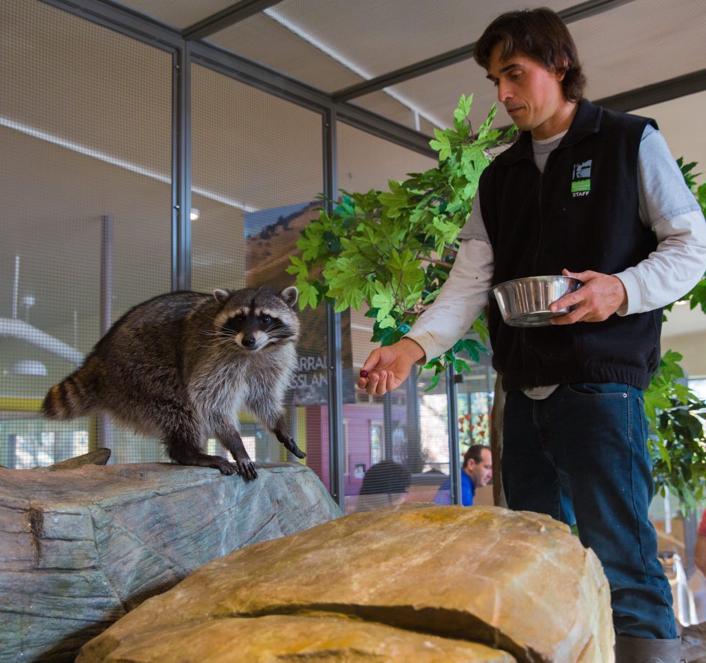 The Randall Museum is home to a rescued raccoon. Photo courtesy of Randall Museum Friends.