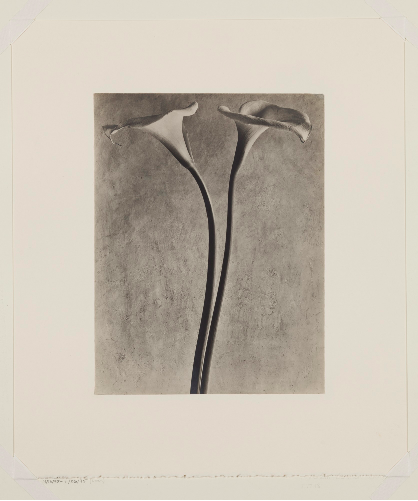 Tina Modotti, <em>Calla Lilies</em> (ca. 1927). Image courtesy Detroit Institute of Arts.