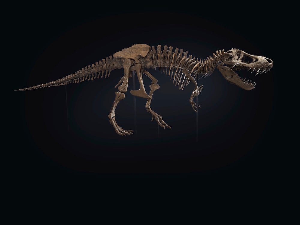 Stan, a T-Rex, will be offered at Christie's upcoming October 6 sale. Image courtesy Christie's.