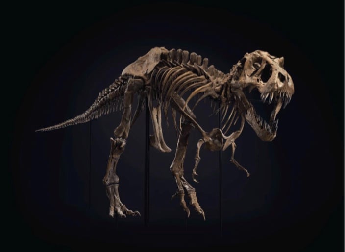 Christie's sold a near-complete skeleton of a T-Rex named Stan for $28 million ($31.8 million after fees) in its November 2020 evening sale.  Image courtesy of Christie's.