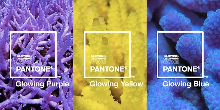 Pantone's Glowing Blue, Glowing Purple, and Glowing Yellow aim to raise awareness of how global warming is killing the world's coral reefs. Courtesy of Pantone.