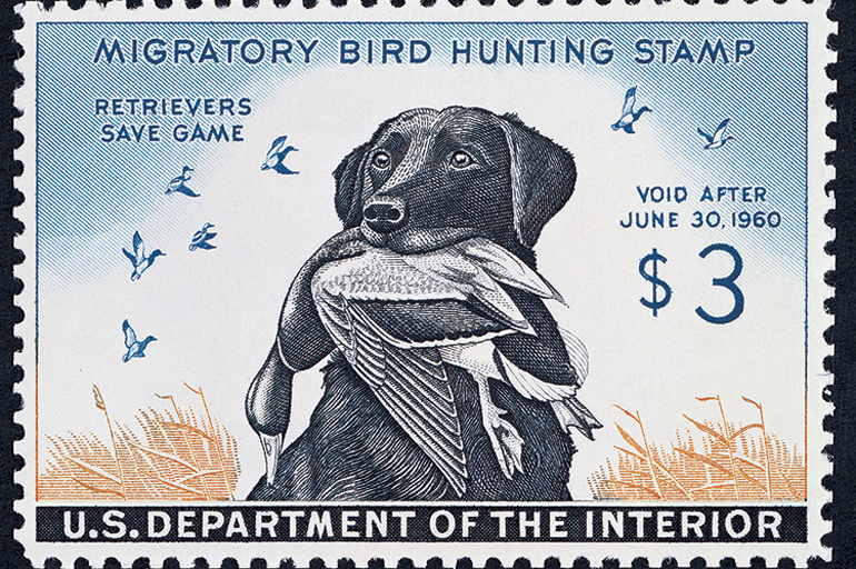 Maynard Reece designed the 1959 Duck Stamp, perhaps the best-known in the series, featuring retriever King Buck. The artist, who shares the record for the most Duck Stamp wins with five, died in July at age 100. Courtesy of US Fish & Wildlife Services.