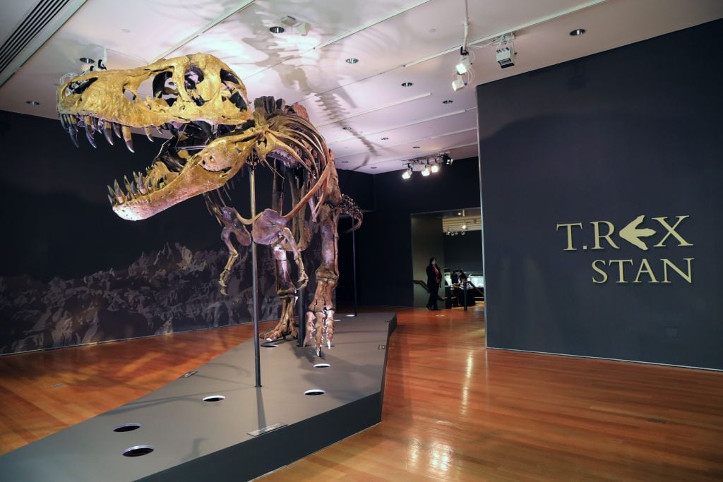 Christie's sold a nearly complete skeleton of a T-Rex named Stan at its evening sale last week for $28 million ($31.8 million after fees). Photo by Spencer Platt/Getty Images.
