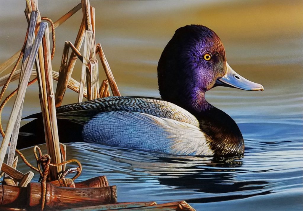 Richard Clifton's winning entry to the 2020 Duck Stamp contest, depicting a Lesser Scaup and a lost duck call. ©U.S. Fish and Wildlife Service.