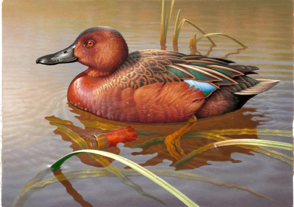 Greg Alexander's entry to the 2020 Duck Stamp contest, depicting a Cinnamon Teal and a spent shotgun shell. Courtesy of US Fish & Wildlife Services.