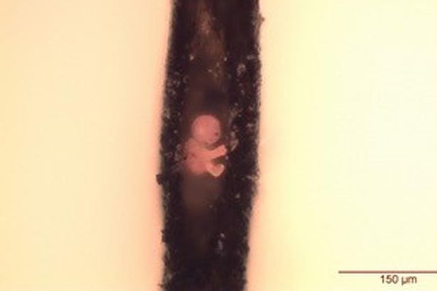 Willard Wigan holds the record for the smallest sculpture with this figure of an embryo inside a hollowed out strand of hair. Photo courtesy of the artist. 