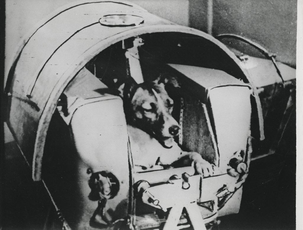 The dog Laika, first animal to orbit the Earth, before launch, November 3, 1957. Courtesy of Christie's Images, Ltd.