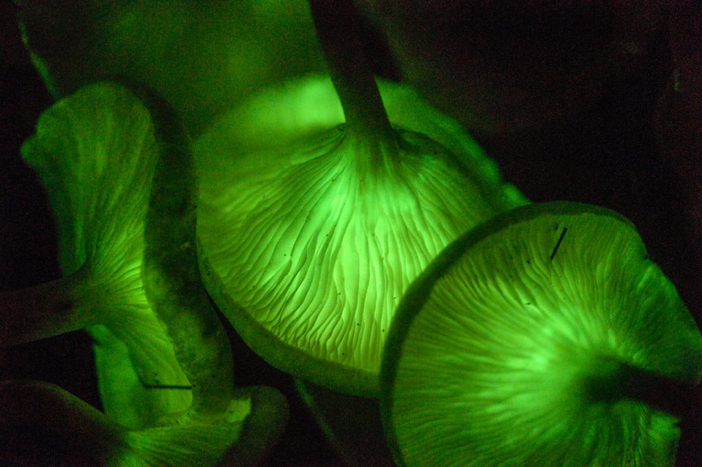 Bioluminescent mushrooms (Omphalotus) from Merlin Sheldrake’s Entangled Life. Photo © Alison Pouliot.