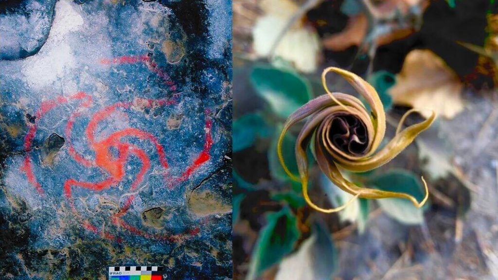 Left: Pinwheel painting within cave. Photo: Rick Bury. Right: Unfurling flower of D. wrightii from plant near cave site. Photo: Melissa Dabulamanzi. Courtesy of PNAS.