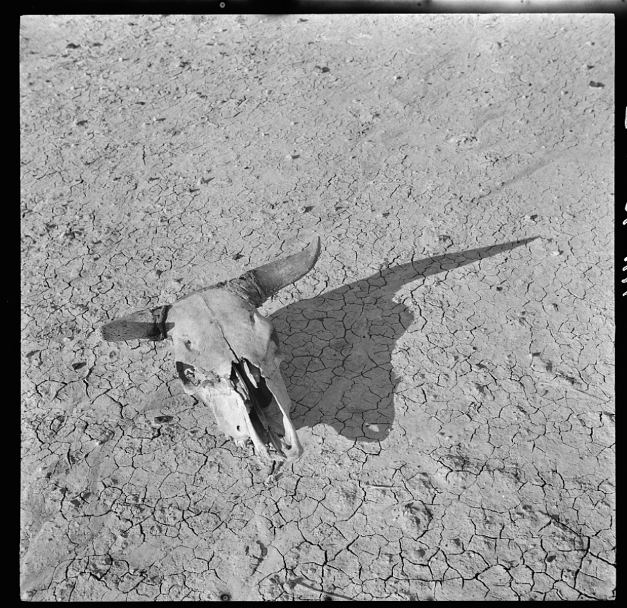 Arthur Rothstein, The bleached skull of a steer on the dry sun-baked earth of the South Dakota Badlands (1936). Collection of the Library of Congress. 