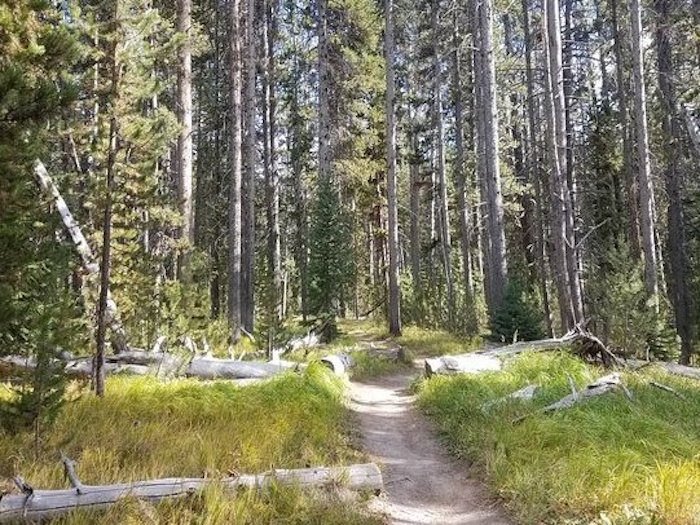 DeLacy Creek trail in Yellowstone National Park, near where Forrest Fenn's treasure may have been found. Photo by Melissa via TripAdvisor. 