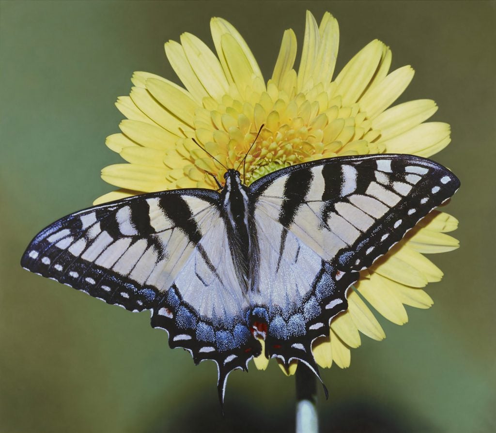 Damien Hirst, <i>Papilio glaucus in Gerbera</i>, 2009. Photo by Prudence Cuming Associates Ltd. © Damien Hirst and Science Ltd. All rights reserved, DACS 2021. Courtesy Gagosian.