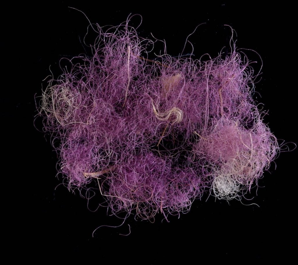 Wool fibers dyed pink-purple hue. Photo by Dafna Gazit, courtesy of the Israel Antiquities Authority.