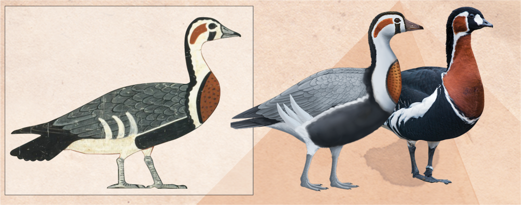 From left, a depiction of the ancient goose, by C.K. Wilkinson, a reconstruction by Anthony Romilio, and a modern species. Photo by Tambako the Jaguar.