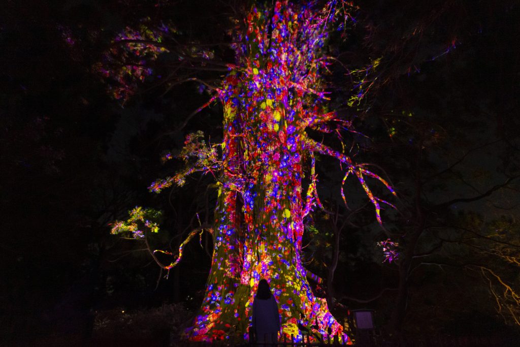 teamLab, <i>Ever Blossoming Life Tree -Giant Taro Cedarr</i> (2021). © teamLab. Digitized Nature, Sound: Hideaki Takahashi.