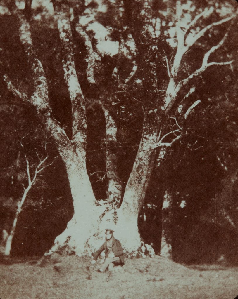William Henry Fox Talbot, Ash tree in Ugbrooke Park, Devon. Photo courtesy of Sotheby's New York and London. 