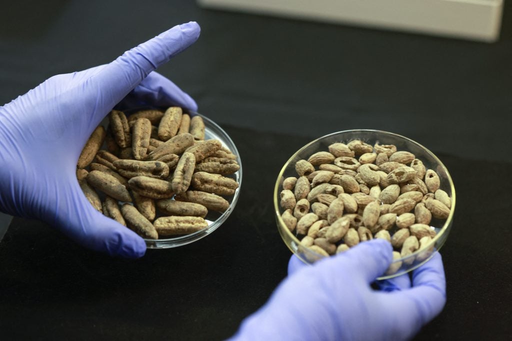 An archaeologist at the Israel Antiquities Authority shows ancient seeds from the Bar Kochba Jewish revolt period, excavated from an area in the Judean Desert, after conservation work is done at the IAA's Dead Sea conservation laboratory in Jerusalem. Photo by Menahem Kahana/AFP via Getty Images.